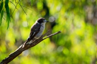 Fletnak sedohrbety - Cracticus torquatus - Grey Butcherbird o0966